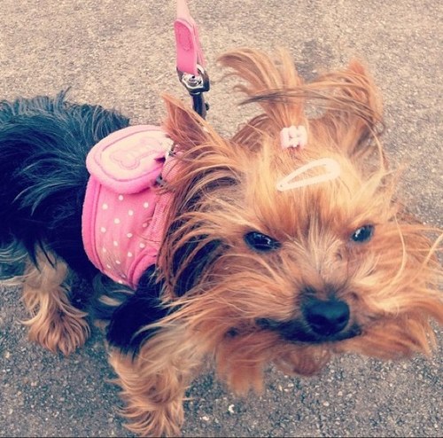 theyorkiePOPPY's profile picture. 