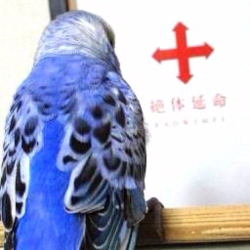 破産さんのプロフィール画像