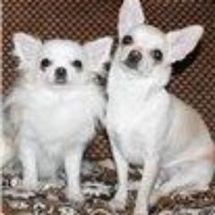 Galina4Alex's profile picture. Хореограф. Хобби- чихуахуа,музыка,мистика.