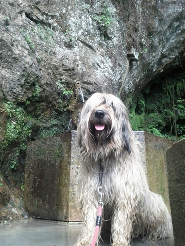 chzpituco's profile picture. 