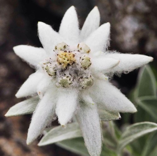 yukani2's profile picture. みちのくの自然の中で活動中。星空、高山帯、高原、渓流などの全季節がステージ。ほかにスポーツ観戦！全部のスポーツが好きです。あと猫が好きだわ。麺類も好き。戦国時代や幕末も魅力的！