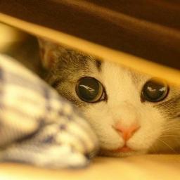 theCatOnTheMars's profile picture. 