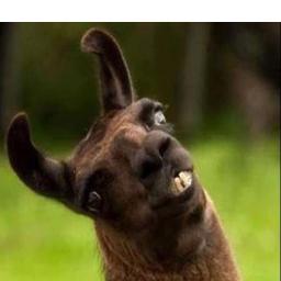 factemiusenTL's profile picture. 