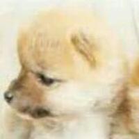 比叡山1930。陸上部。誰でも絡んでください(๑¯ω¯๑)