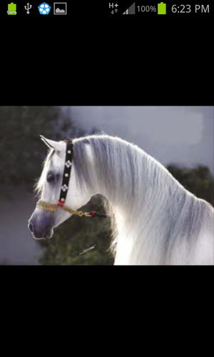 alqinai86's profile picture. 