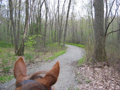 cover photo credit Sasse. Marketing Writer for scientific equipment company. Feature writer for equestrian magazine. Horses, birds, eagles, nature.