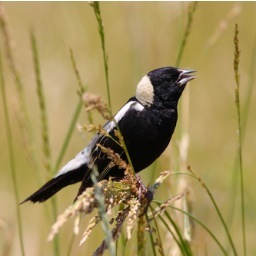 OESAC_2015's profile picture. The second #Ontario #EndangeredSpecies Conference will be held April 2-3, 2015. SAR Workshop Fall 2014. #Collaboration leading to positive outcomes.