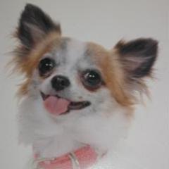 We pride our-self on producing good, healthy dogs with balanced temperaments and distinguished characters