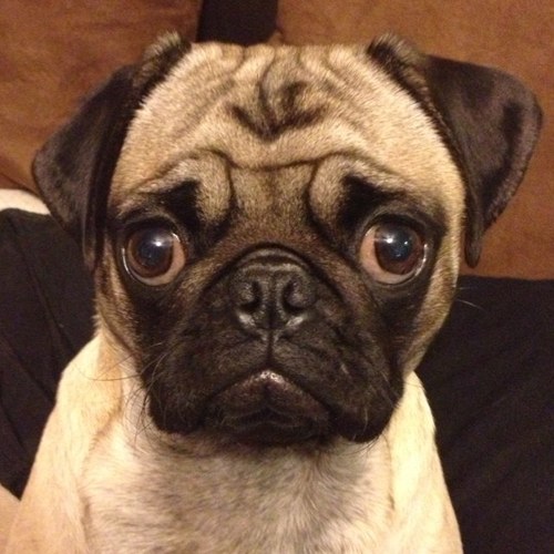 Follow the life of two pugs, Sophie and Maximus. :)) Check out our instagram #Pugcentral
