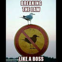 Nancy Nance - @thenancynance - Twitter