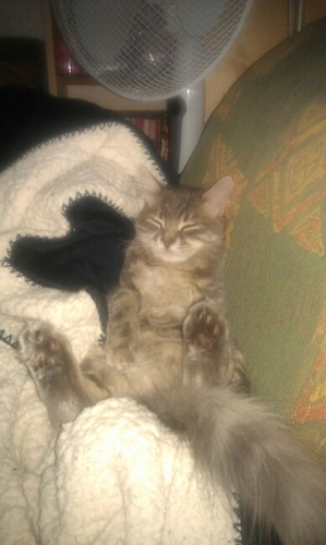 Lotteodenmar's profile picture. Amerikansk fotboll o cross 👌😍