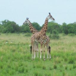 VisitUgandaLtd's profile picture. 