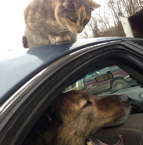 littlejakedog's profile picture. 