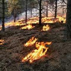 Spot_Fire's profile picture. 