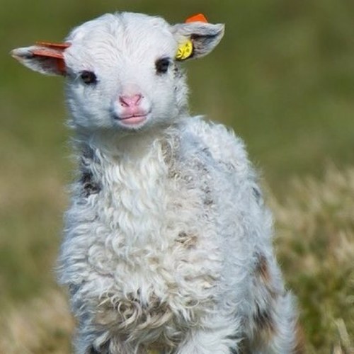 adrix_amb's profile picture. Futura ambientóloga. Amante de la tecnología,la Naturaleza y el motor!