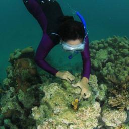 eleanor281's profile picture. External Affairs Director - Caribbean Program, The Nature Conservancy