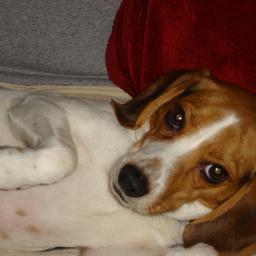 Worst Beagle in world.