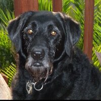 Ike the service dog(@Ikeservicedog) 's Twitter Profile Photo