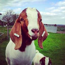 arnesbygoats's profile picture. A herd of Boer goats reared in the Leicestershire countryside. British Kid meat available now!