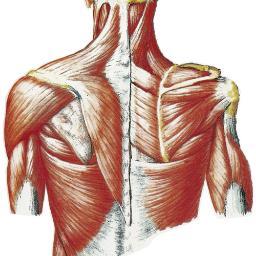 Workshop Host. Anatomy. Yoga. Movement. Bodywork. Hosting Thomas Myers of Anatomy Trains Fall 2016!