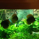 Rob Vos - @oceanus650 - Twitter