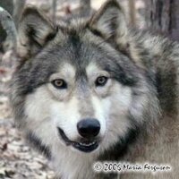 Penny Smyth (@psmyth57) 's Twitter Profile