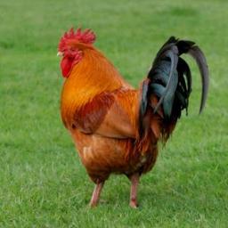 bawk bawk