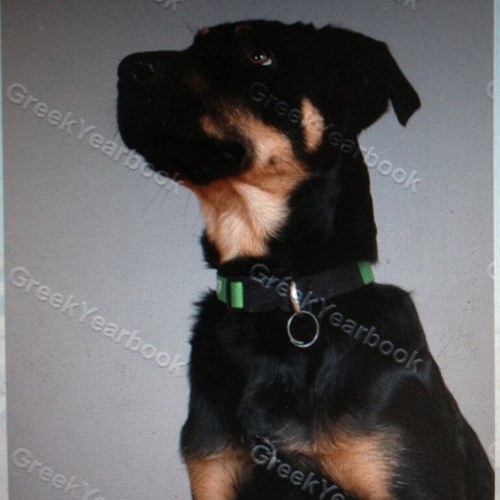 ThatPuppyHarvey's profile picture. I'm just a puppy, trying to live my life and ruin my parents lives. Puppy Thug Lyfe, DSP FRAT HOUND