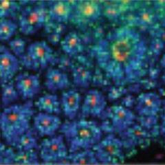 STEMdiff's profile picture. STEMdiff™ is a line of products specifically optimized for the differentiation of human embryonic and induced pluripotent stem cells.