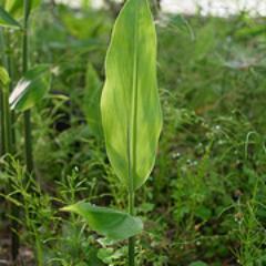 daisuke37801923's profile picture. はじめまして、ずーと千葉県に住んでます。サーフィン好きです。運動が好きです。いつかマラソンに出てみたいと考え中。ホノルルにいつか行きたいです。よろしくお願いします。＾＾