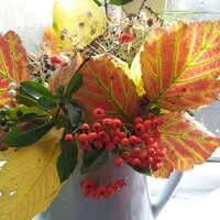 DecentraliseEverything 🇵🇸 (@thisweb) 's Twitter Profile