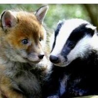 Urban Wildlife Ltd (@urbanwildlife1) 's Twitter Profile
