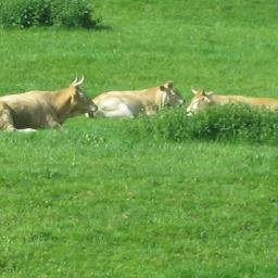 SoNiTaLOU's profile picture. 