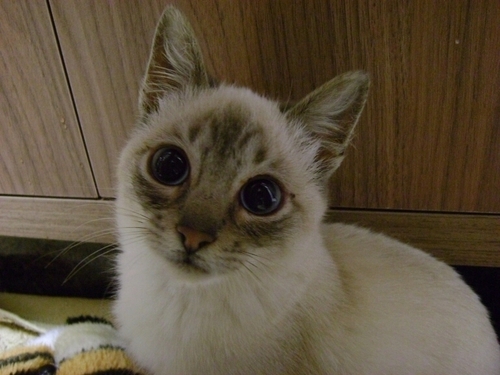 abchaves03's profile picture. 