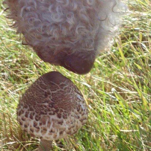 corgicorri's profile picture. "There was truth and there was untruth, and if you clung to the truth even against the whole world, you were not mad." George Orwell, 1984