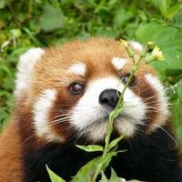 アザラシの金玉　ひものぁー (@foxkitsune2501) 's Twitter Profile Photo