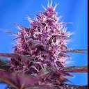 Ralph MERCIER - @MERCIERRalph - Twitter