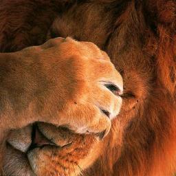 jolenzo's profile picture. 