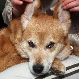 佐々木李子さん、石川愛彩さんの活躍を応援します。岩手盛岡在住。 プロフィール写真の愛犬まめ吉は2024年4月15日17歳0か月で天寿を全うしました。 時々彼の元気な写真を上げさせていただきたいと思います。