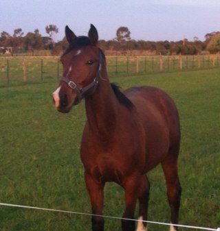 NIXON BLOODSTOCK