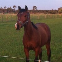 NIXON BLOODSTOCK (@nixonbloodstock) Twitter profile photo