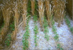 intercropper's profile picture. I am Associate Professor and Extension Educator for Ohio State Univeristy. My interests are in evaluating Alternative Cropping Systems.