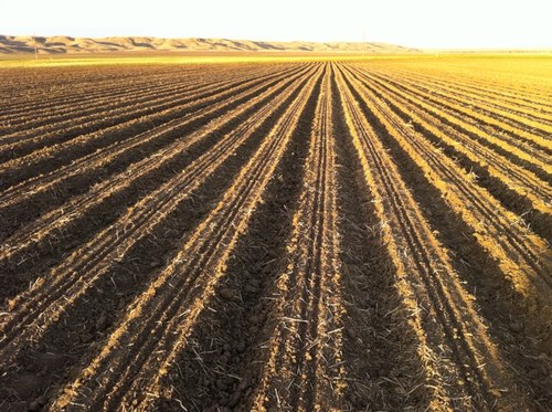 Farmer from S. Alberta. Wife-3 girls. Grow irrigated crops dry beans, seed canola, flax and wheat. UofS grad '98.