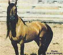 kiger_mesteno's profile picture. kiger mustang registry