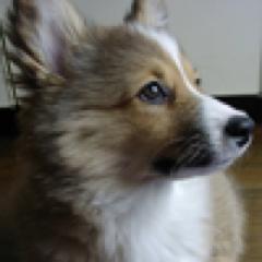 しばらくぶりに復活してみます。政治/経済には興味はありますが、主に趣味寄りにツイートが変わります、ペットやアートなど。リムーブはどうぞご自由に。
