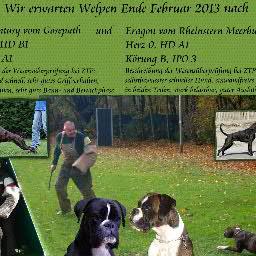 KojakvomM's profile picture. früher hatte ich zeit und geld ,
heute habe ich boxer