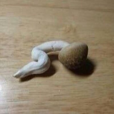 真栄高校あるあるbot 椎茸栽培なくなるんやって 椎茸栽培はなくなっても椎茸高校に変わりない でも悲しくなるよね 俺らの 椎茸
