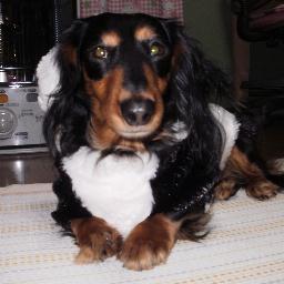 hounddogsaiko Profile Picture