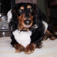 夢の配達人 (@hounddogsaiko) 's Twitter Profile Photo