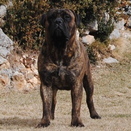 CRIA I SELECCIÓ DEL  BULLMASTIFF.